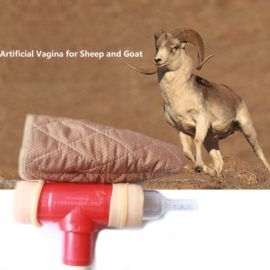 Vagina Artificial para Colectar Semen fresco de Ovinos
