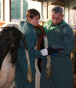 Ecografo de Ultrasonido Veterinario Modo B KX5200 - Imagen 6