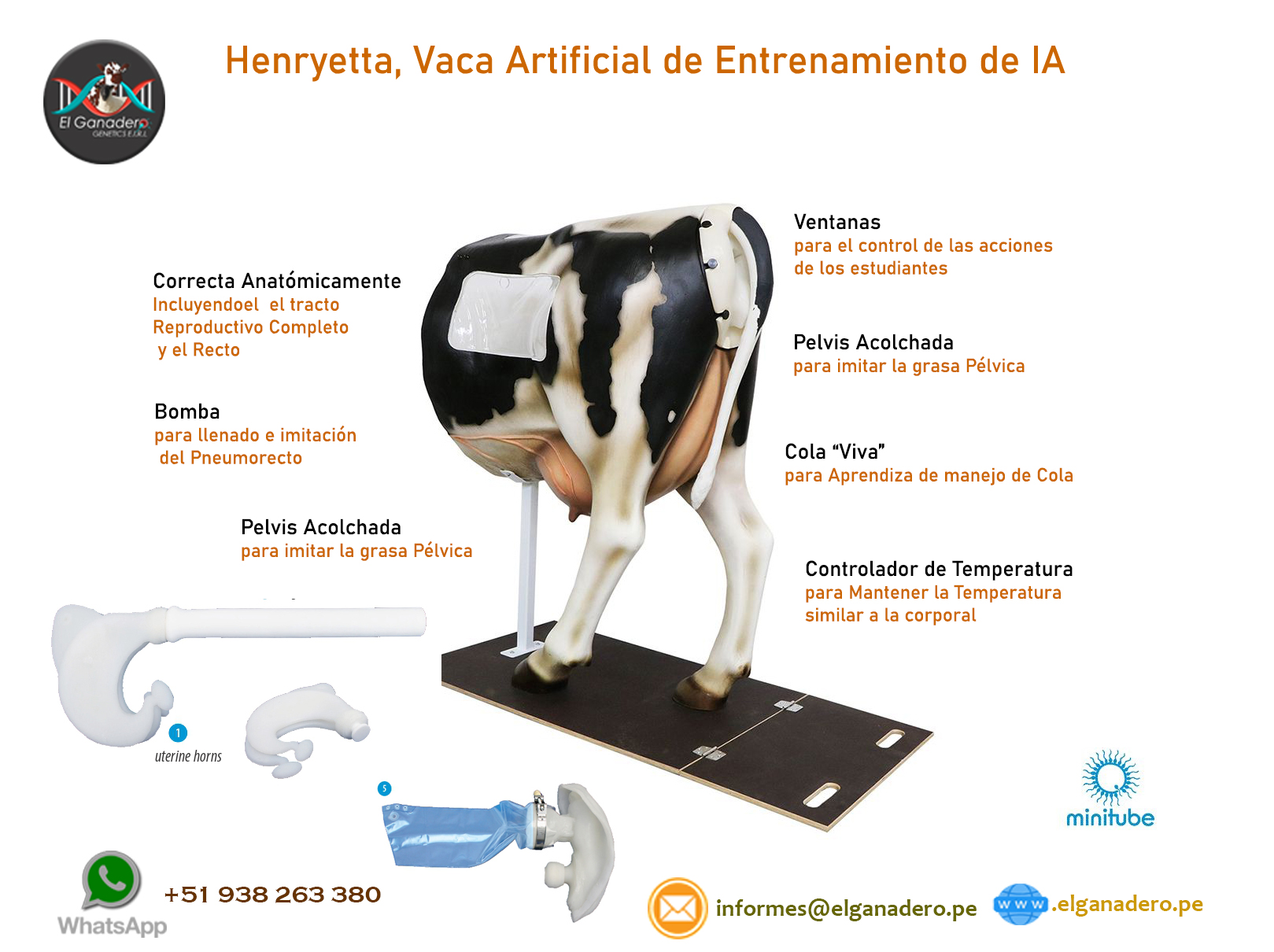 Henryetta Vaca Artificial para entrenamiento de Inseminación Artificial - Imagen 2