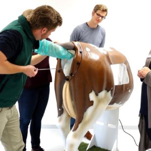 Inseminacion Artificial en Vacas