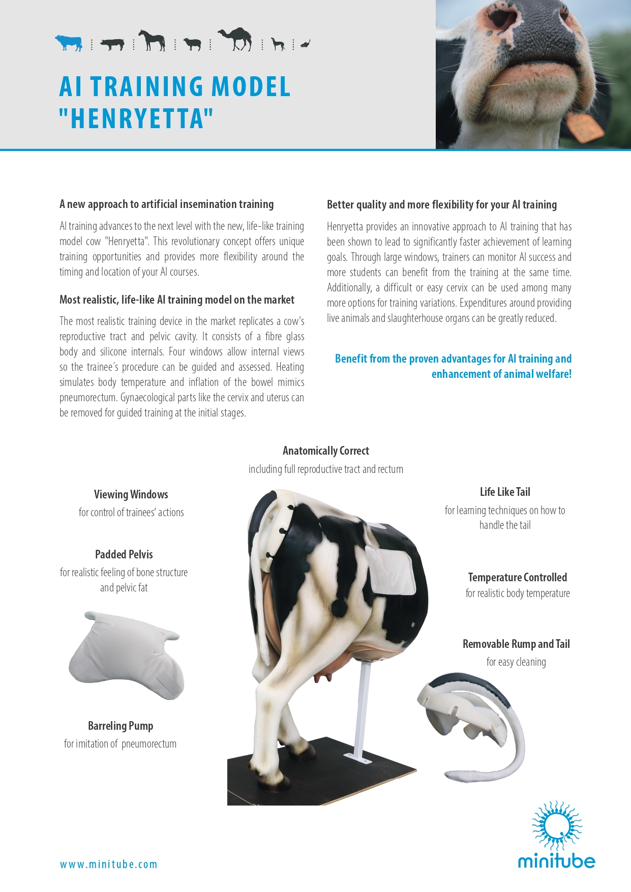 Henryetta Vaca Artificial para entrenamiento de Inseminación Artificial - Imagen 3