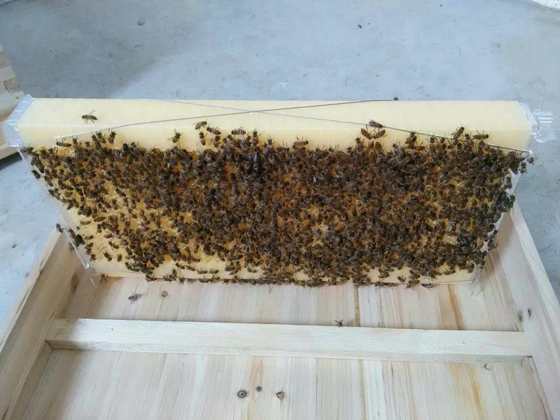 COLMENA AUTOMATICA PARA EXTRAER MIEL DE ABEJAS - Imagen 23