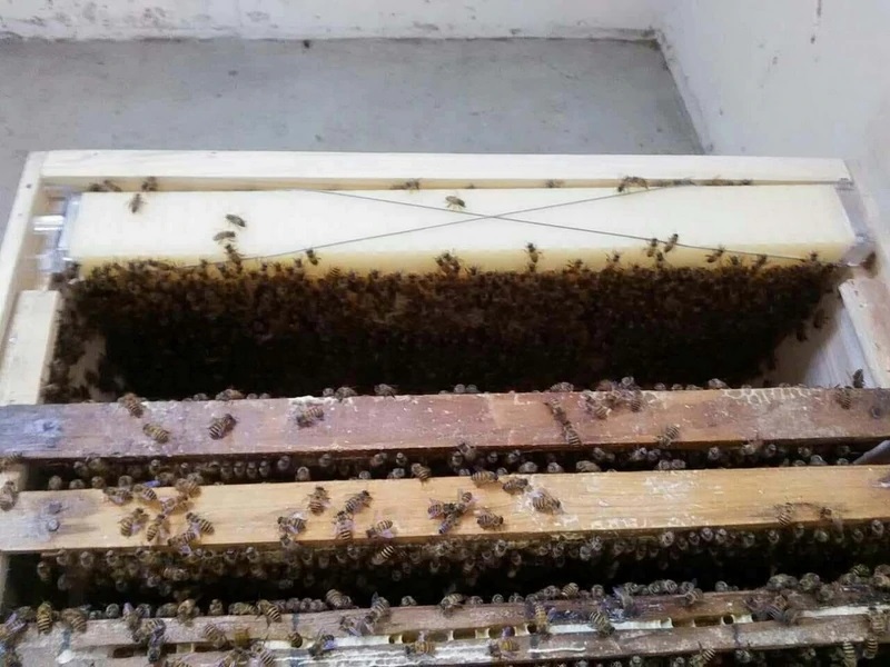 COLMENA AUTOMATICA PARA EXTRAER MIEL DE ABEJAS - Imagen 24