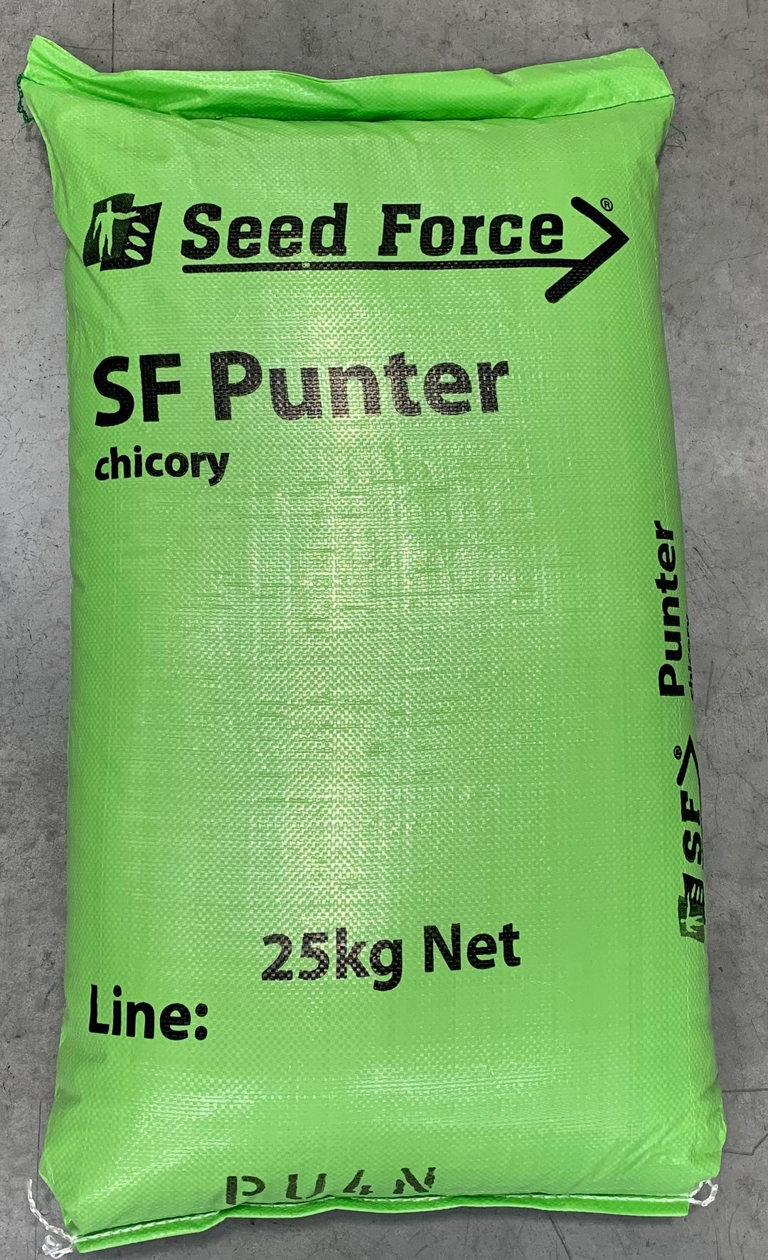 ACHICORIA FORRAJERA (SF PUNTER) - Imagen 4