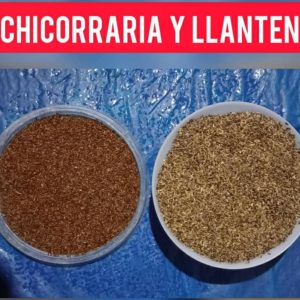 ACHICORIA FORRAJERA (SF PUNTER)