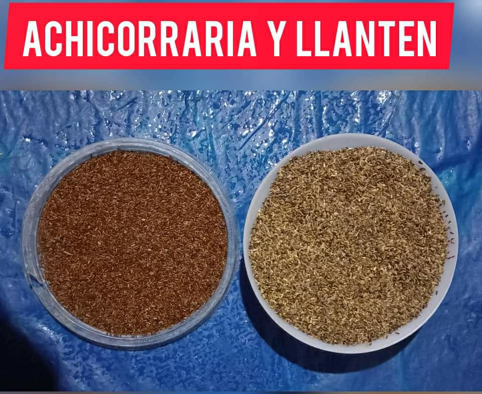 LLANTEN FORRAJERO (SF BOSTON PLANTAIN)