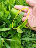 LLANTEN FORRAJERO (SF BOSTON PLANTAIN) - Imagen 4