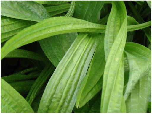 LLANTEN FORRAJERO (SF BOSTON PLANTAIN) - Imagen 2