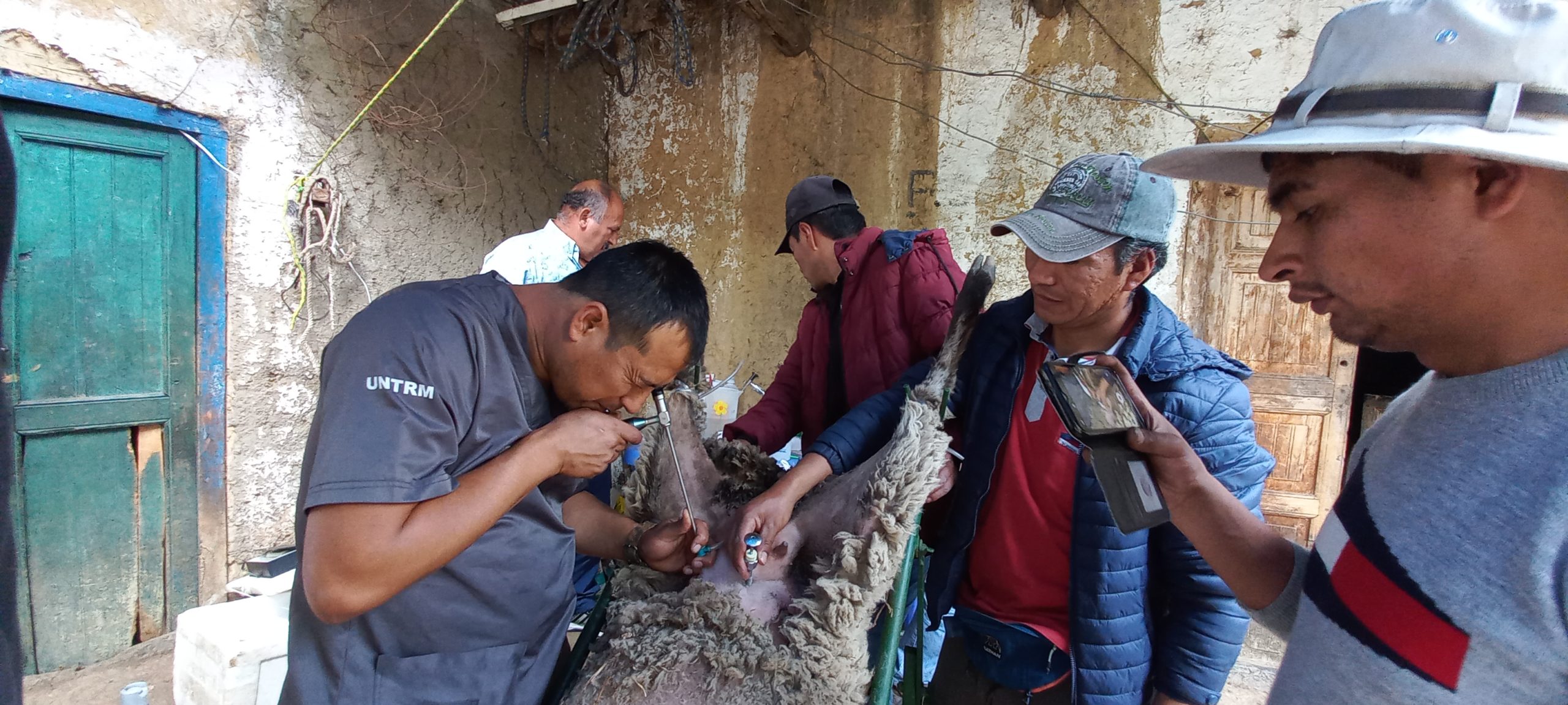 INSEMINACION ALAPARASCOPIA EN OVEJAS Y CABRAS - Imagen 3