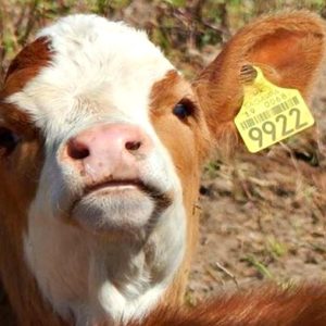 Identificación Animal y Geolocalización