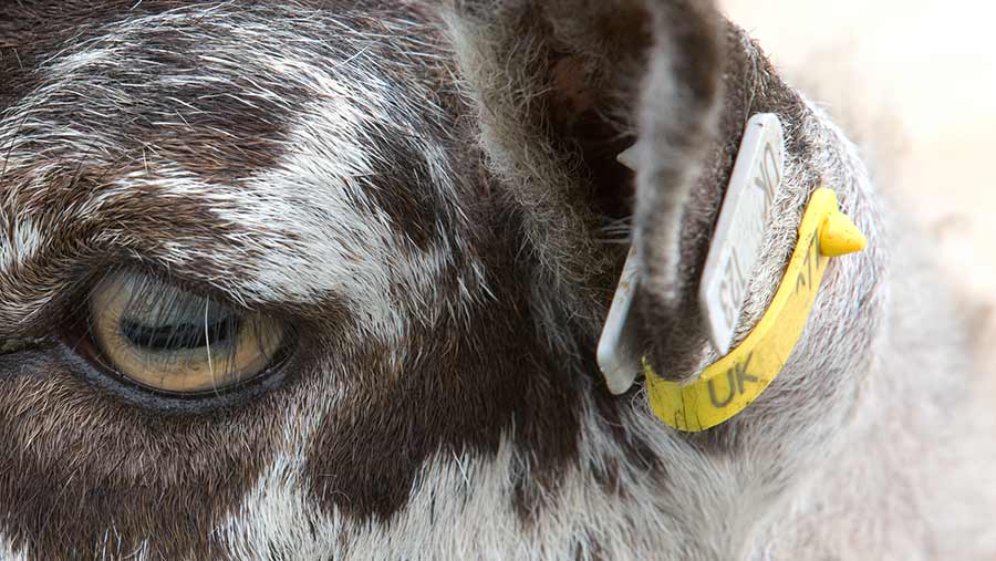 Aretes y Crotales Electrónicos para Identificación Ovinos - Caprinos - Imagen 8