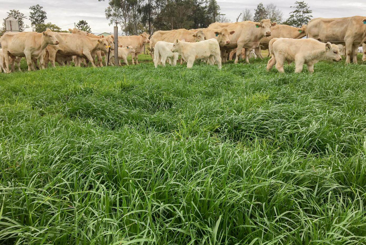 Ryegrass Tetraploide Perenne Mathilde