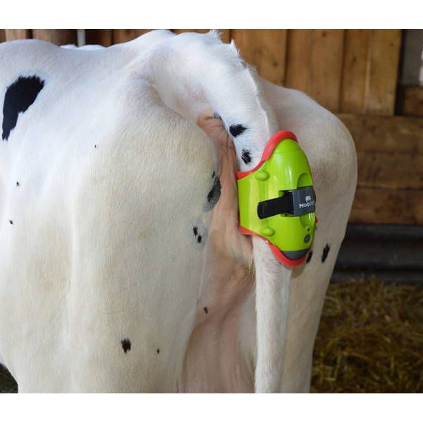 DETECTOR DE PARTOS PARA VACAS MOOCALL
