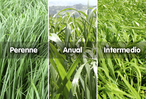 Festuca Festulolium Lofa - Imagen 13