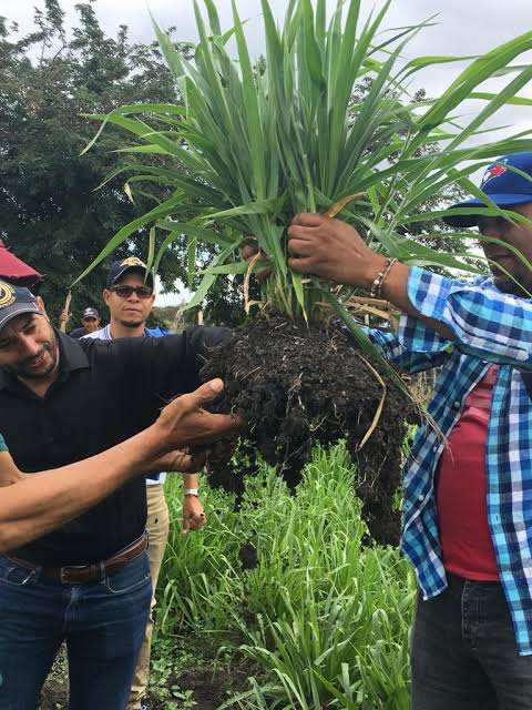 Semilla MAVUNO para el Trópico - Imagen 23