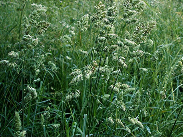 Dactylis Glomerata Floración Tardía (SF GREENLY II) - Imagen 3