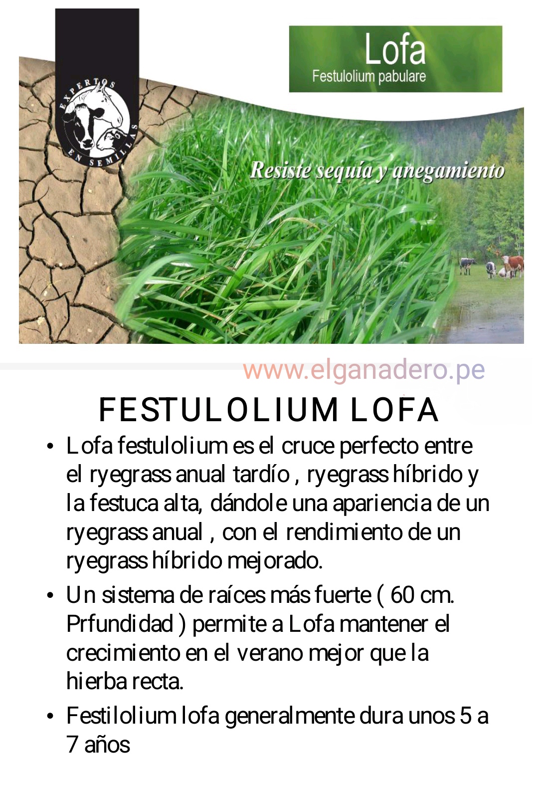 Festuca Festulolium Lofa - Imagen 2