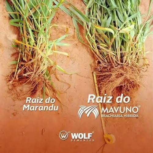 Semilla MAVUNO para el Trópico - Imagen 20