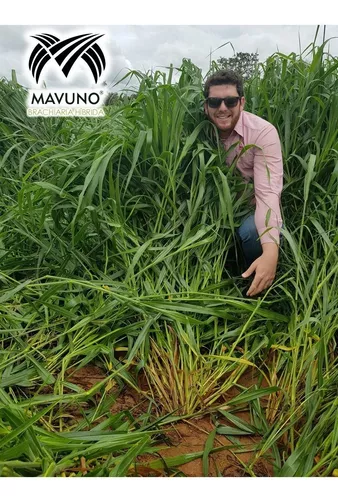 Semilla MAVUNO para el Trópico - Imagen 28