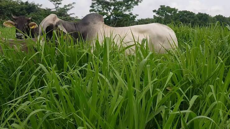 Semilla MAVUNO para el Trópico - Imagen 26