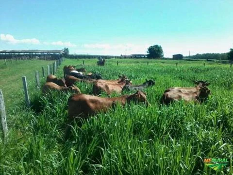 Semilla MAVUNO para el Trópico - Imagen 18