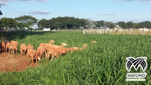 Semilla MAVUNO para el Trópico - Imagen 29