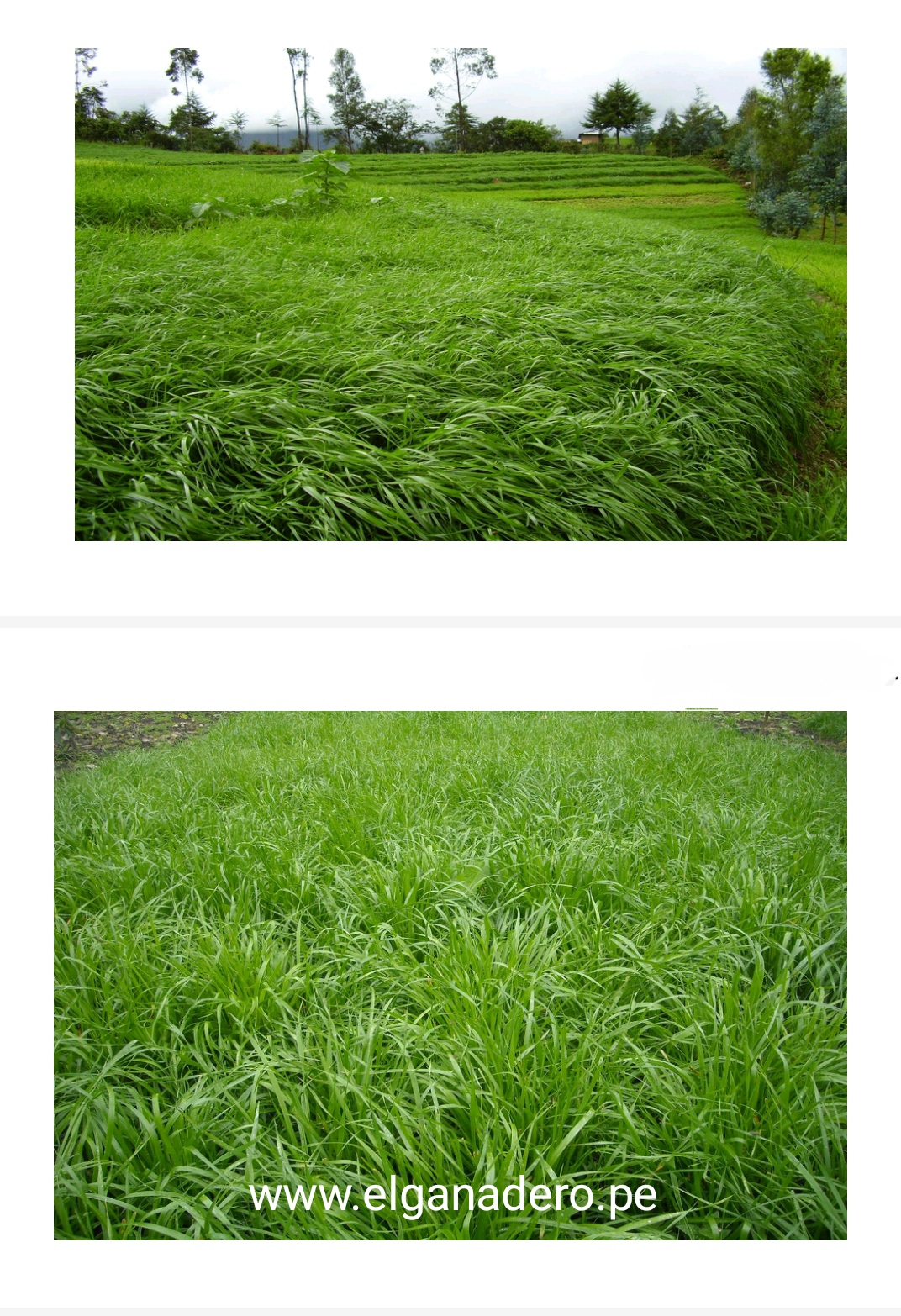Festuca Festulolium Lofa - Imagen 6