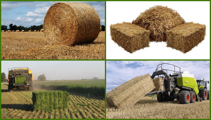 Alfalfa Cuf 101 Mejorada - Imagen 11