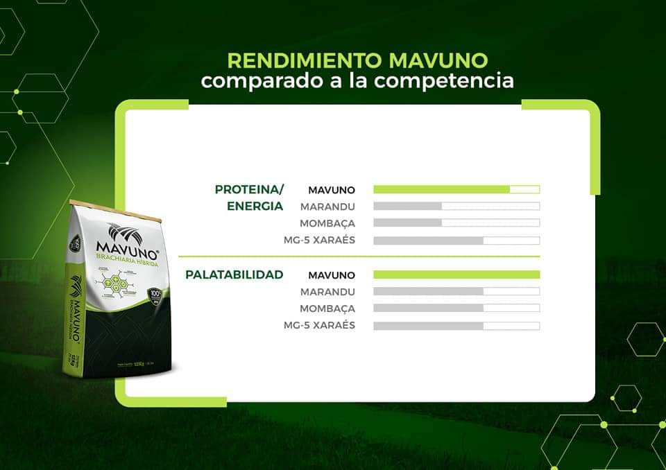 Semilla MAVUNO para el Trópico - Imagen 13