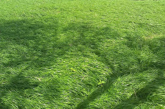 Festuca Festulolium Lofa - Imagen 4