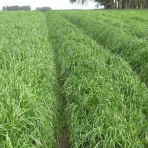 Rye Grass Ingles NUI Tetraploide