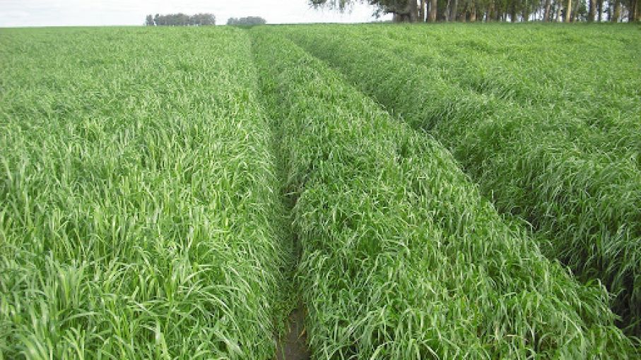 Rye Grass Ingles NUI Tetraploide