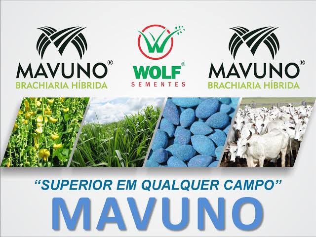 Semilla MAVUNO para el Trópico - Imagen 10