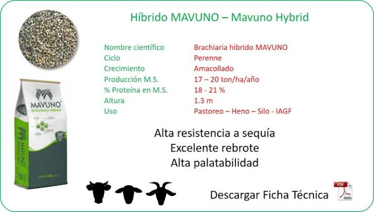 Semilla MAVUNO para el Trópico - Imagen 9