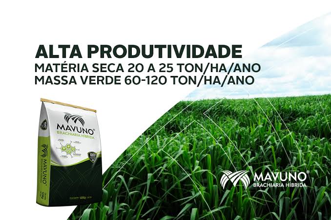 Semilla MAVUNO para el Trópico - Imagen 8