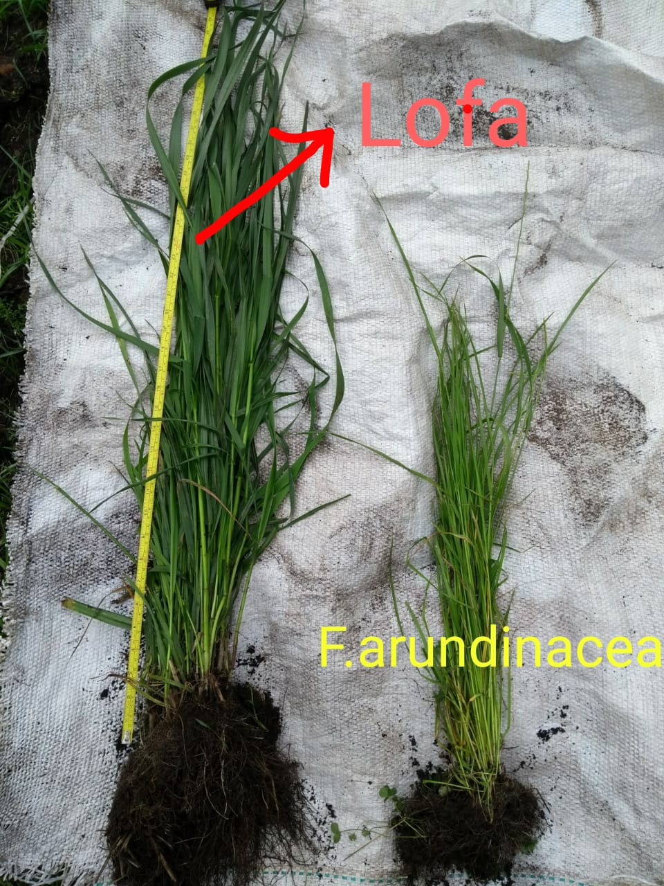 Festuca Festulolium Lofa - Imagen 5