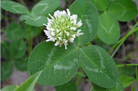 Trébol Blanco Huía