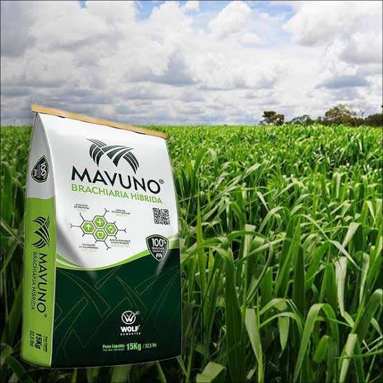 Semilla MAVUNO para el Trópico - Imagen 24