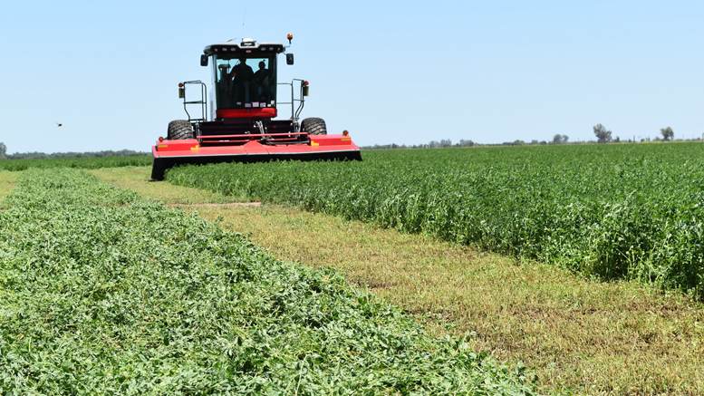 Alfalfa Cuf 101 Mejorada - Imagen 10
