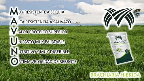 Semilla MAVUNO para el Trópico - Imagen 31