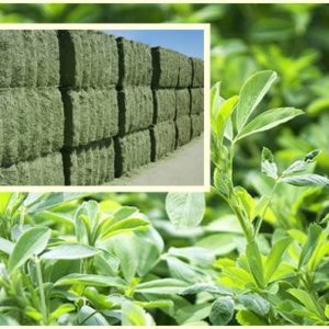 Semillas de Alfalfa