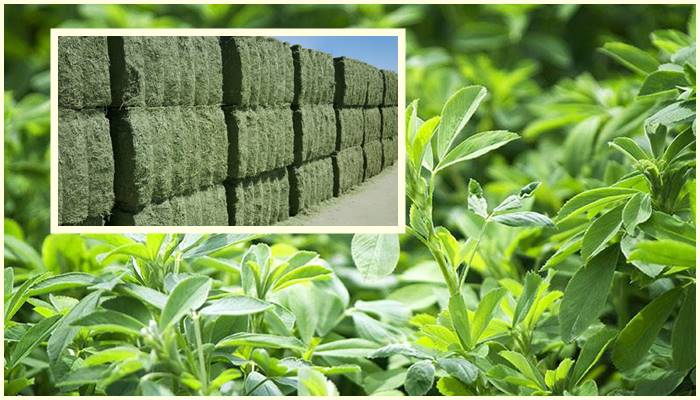 Semillas de Alfalfa