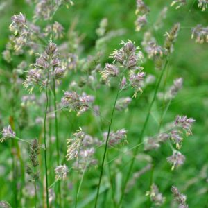 semilla dactylis glomerata