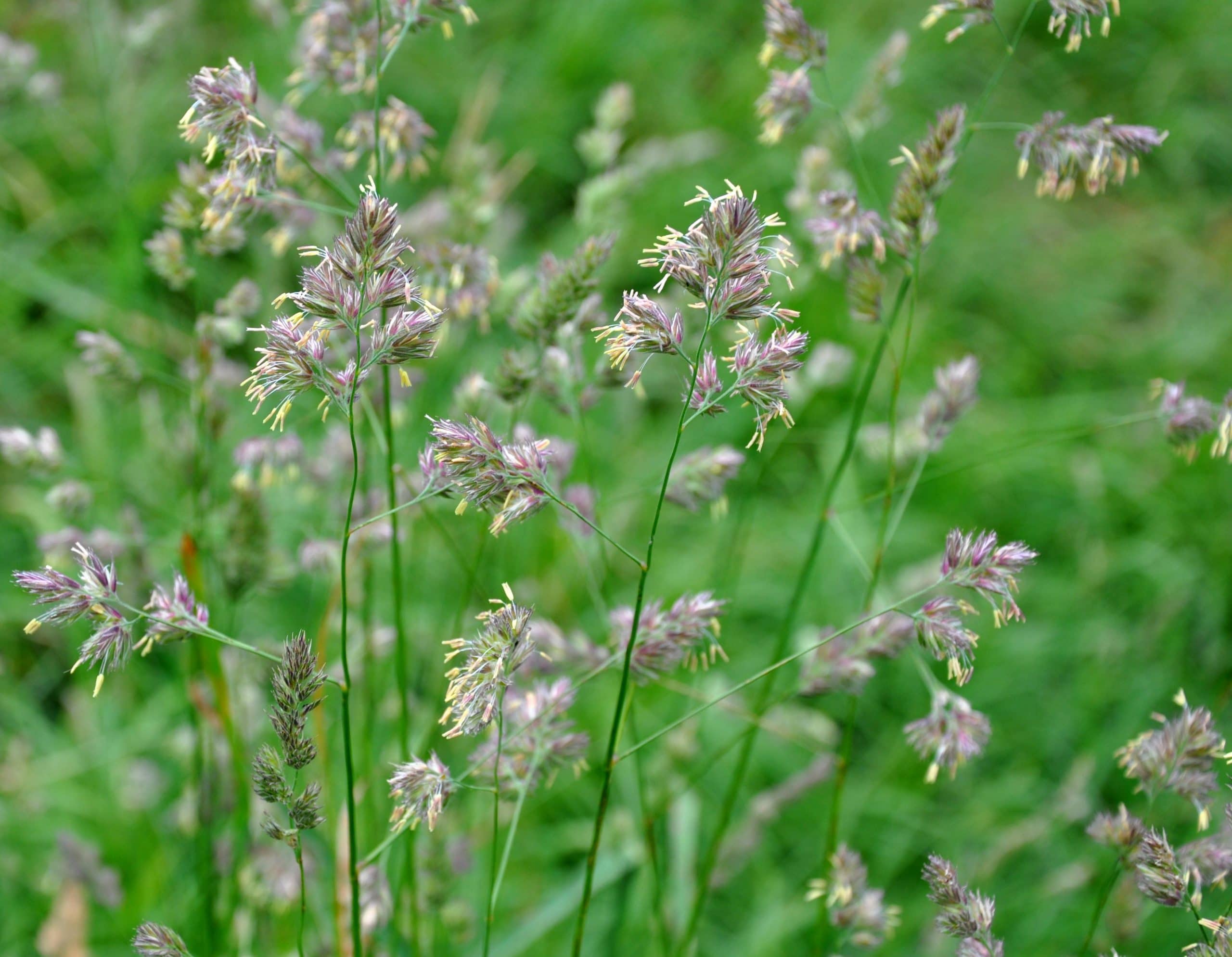 semilla dactylis glomerata