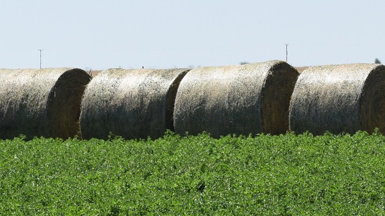 Alfalfa Cuf 101 Mejorada - Imagen 5