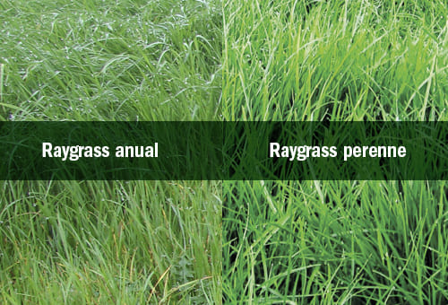 Festuca Festulolium Lofa - Imagen 12