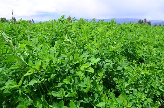 Alfalfa Cuf 101 Mejorada - Imagen 2