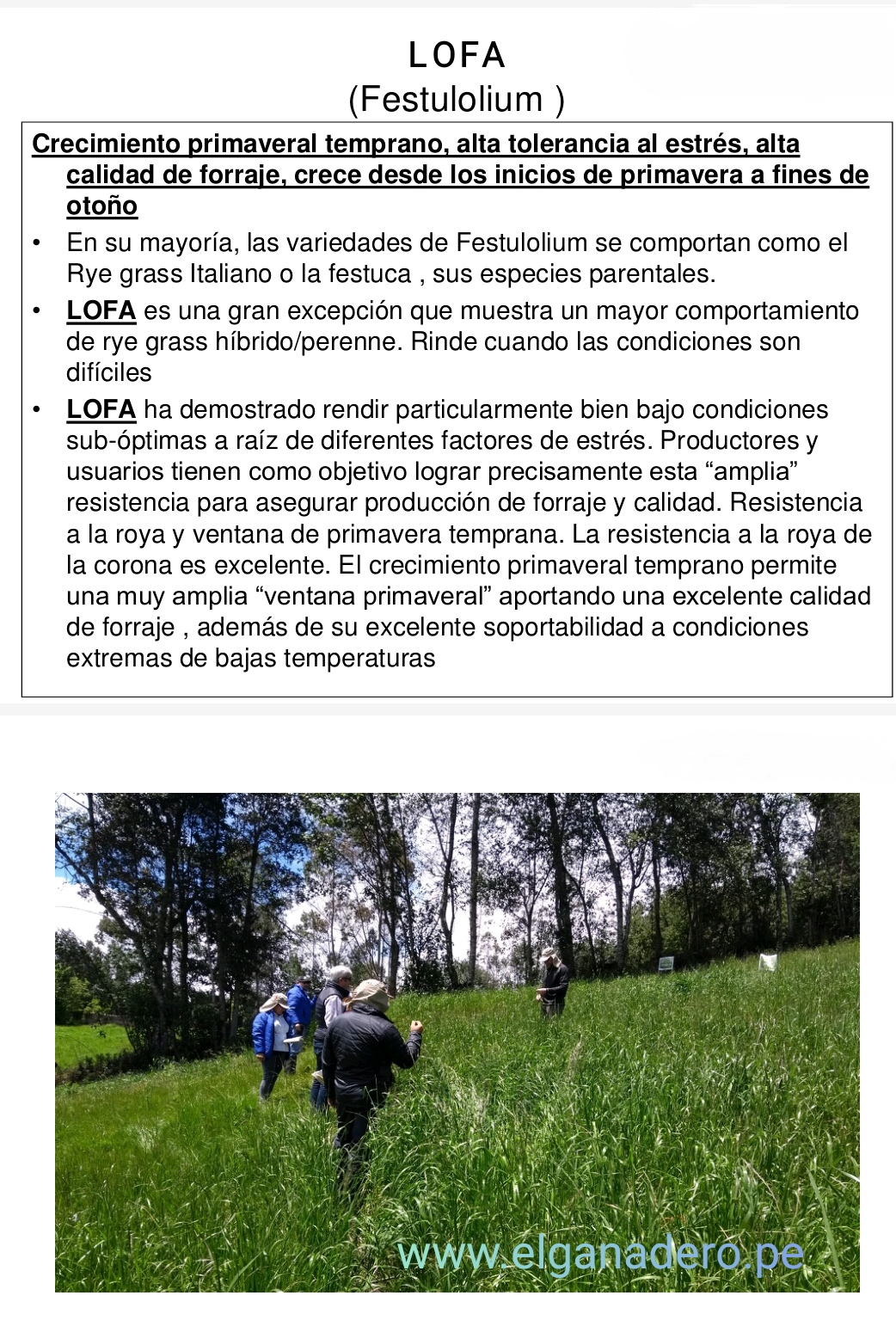Festuca Festulolium Lofa - Imagen 3