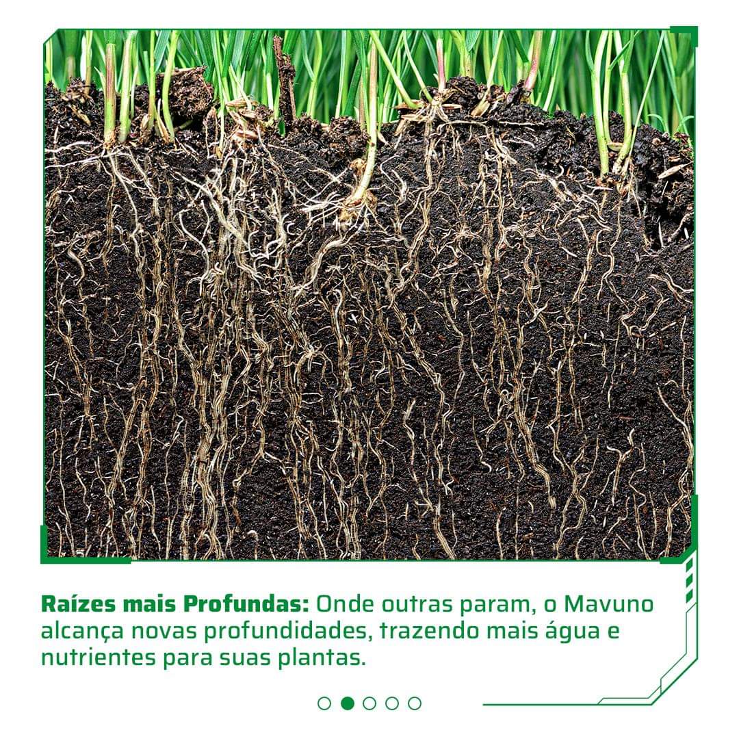 Semilla MAVUNO para el Trópico - Imagen 5