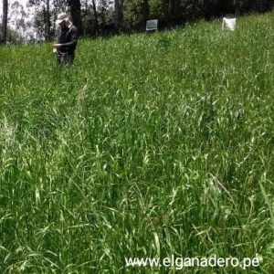 Festuca Festulolium Lofa